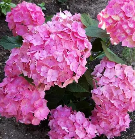 600 Npm * Piechowice (Karkonosze)