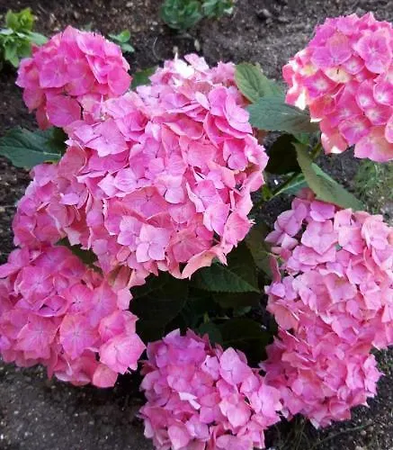 600 Npm * Piechowice (Karkonosze)